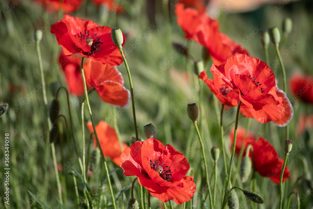 Fototapeta premium Bright red poppies blooming in the meadow on a summer sunny day.