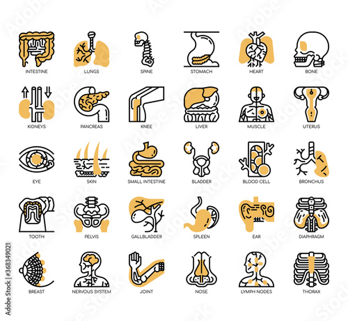 Set of human organ thin line and pixel perfect icons for any web and app project.