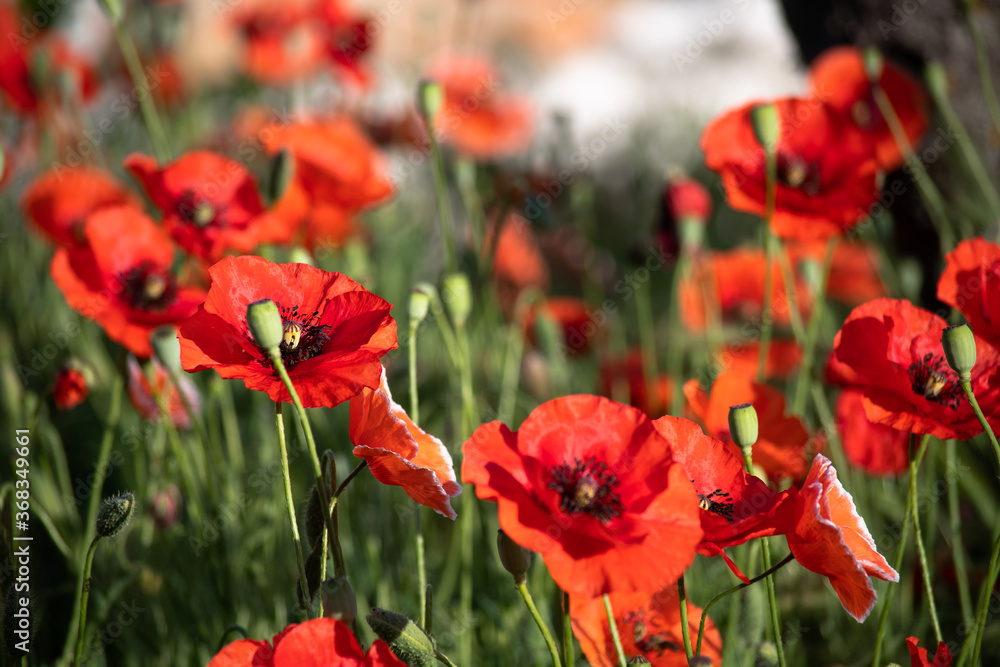 Bright red poppies blooming in the meadow on a summer sunny morning. Bright red poppies blooming in the meadow on a summer sunny morning.