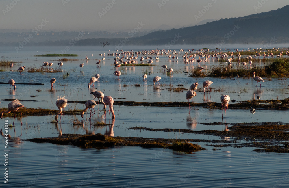 Flamingos at Lake Nakuru at dawn, Kenya Flamingos at Lake Nakuru at dawn, Kenya
