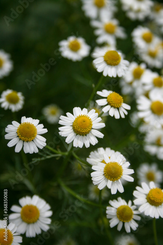 chamomile close-up on a green background