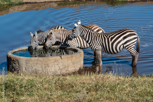 Zebras with water reflections at Lake Nakuru  Kenya