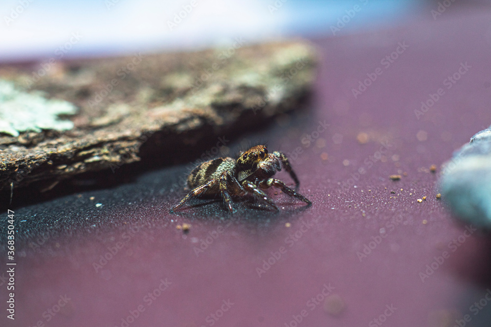 Obraz premium The small spider in the ground