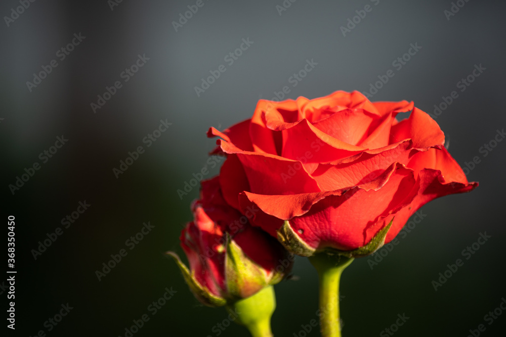 Two scarlet roses in the garden on a summer day. Two scarlet roses in the garden on a summer day.