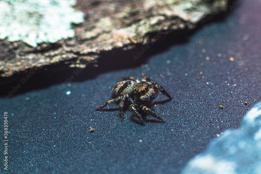 Obraz premium spider on the ground