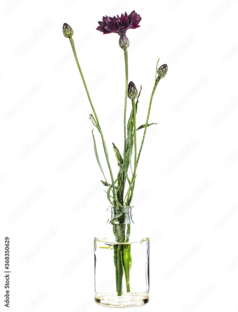 Fototapeta premium Centaurea ( herbaceous thistle) in a glass vase on a white background