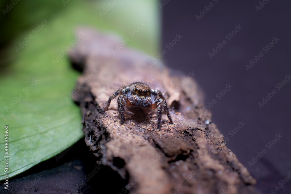 spider on leaf spider on leaf