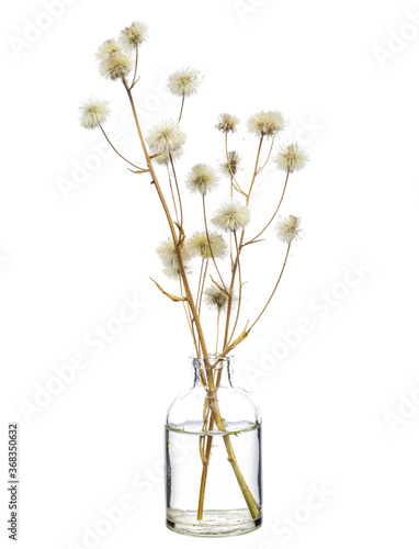 Fototapeta Naklejka Na Ścianę i Meble -  Hieracium canadense (Canada hawkweed or narrowleaf hawkweed) in a glass vessel on a white background