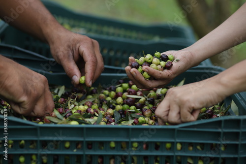 olive harvest