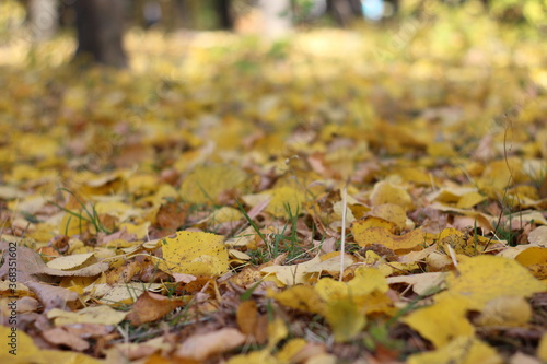 Colorful Leaves on the Forest Floor. Autumn leaves covering the ground in the autumn forest