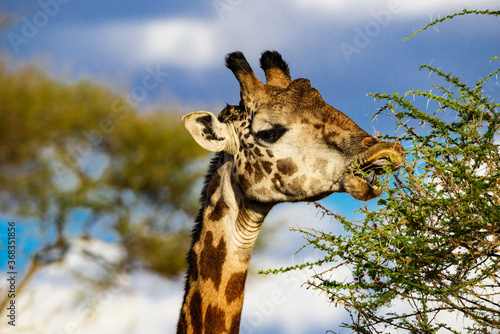 Giraffe Grazing at Lake Manyara National Park, Tanzania