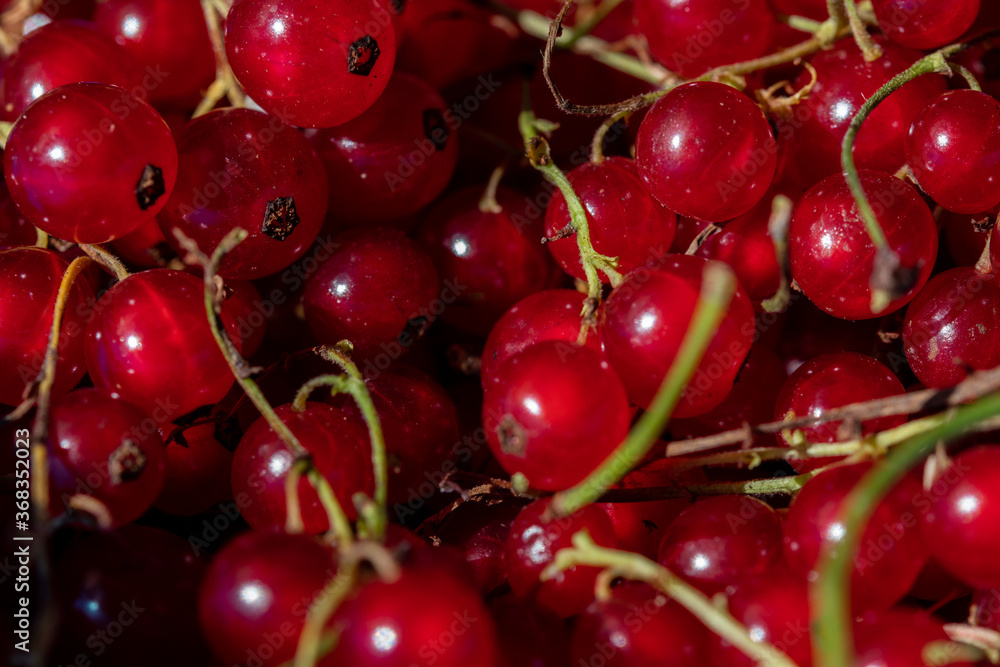 Кed currant on a branch Кed currant on a branch