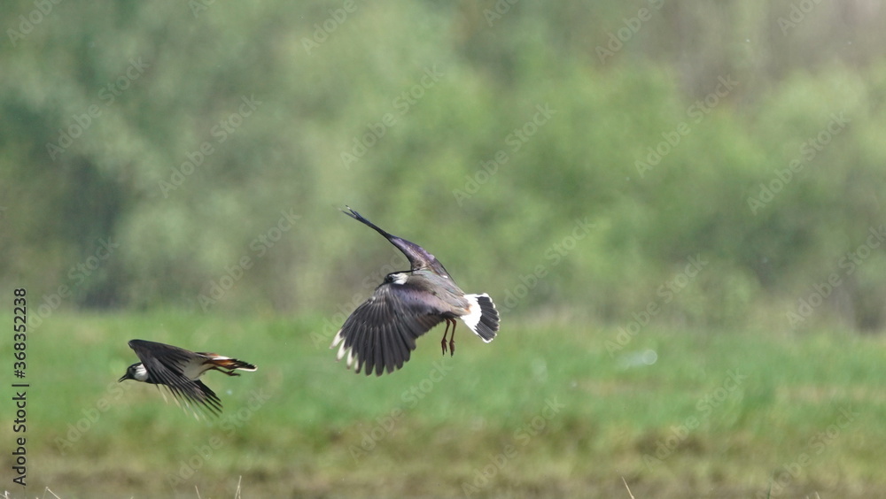 Northern lapwing (Vanellus vanellus), also known as the peewit or pewit, tuit or tew-it, green plover, or (in Britain and Ireland) pyewipe or just lapwing Northern lapwing (Vanellus vanellus), also known as the peewit or pewit, tuit or tew-it, green plover, or (in Britain and Ireland) pyewipe or just lapwing