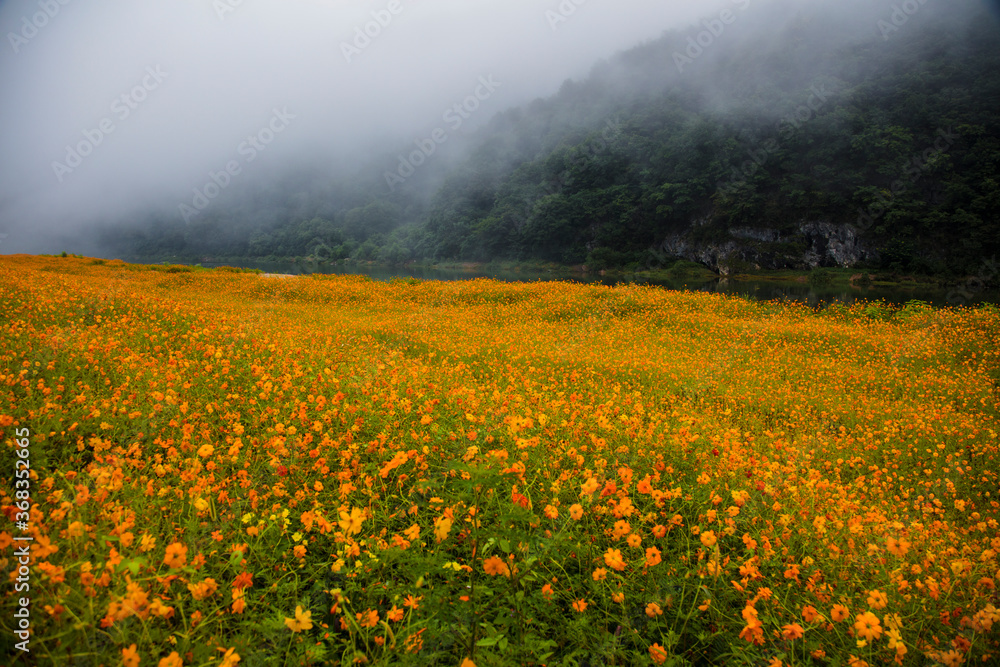 Obraz premium 황화코스모스