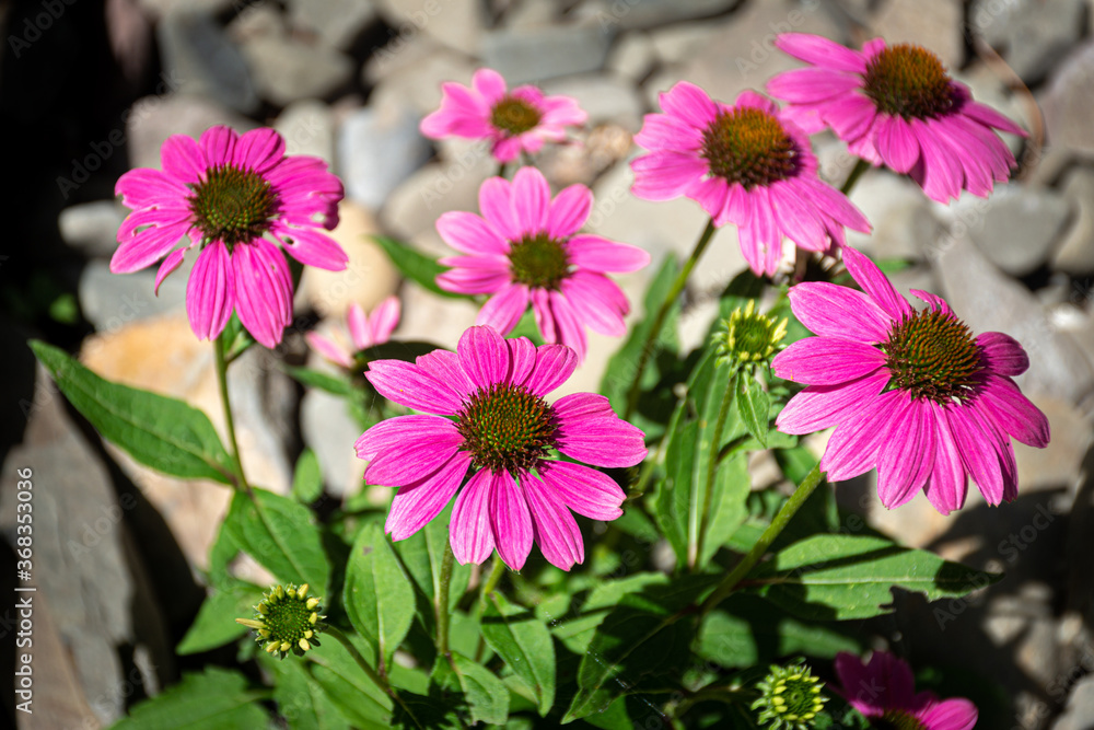 Flowers Blooming on edge of Rock Garden in Windsor NY Flowers Blooming on edge of Rock Garden in Windsor NY