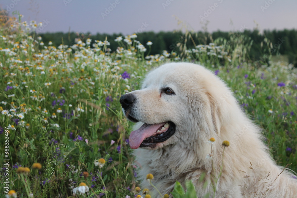 Maremma-Abruzzi shepherd in the grass Maremma-Abruzzi shepherd in the grass