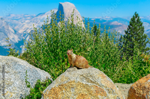 American red squirrel in Yosemite National Park at Half Dome peak. Summer in California, United States. Tamiasciurus hudsonicus species photo