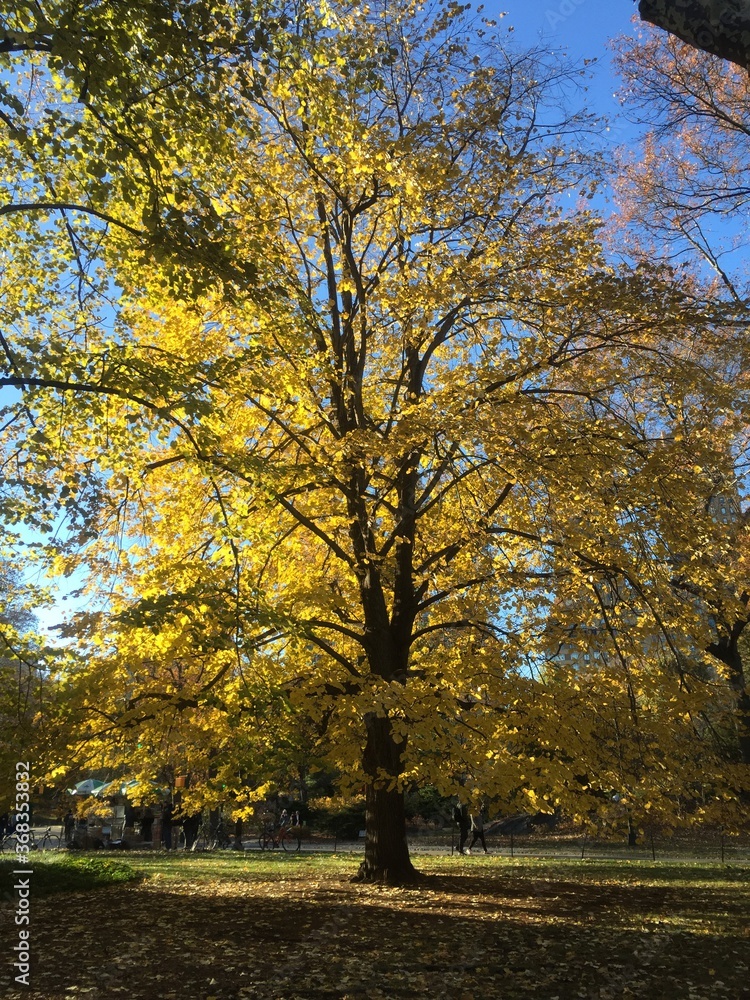 autumn in the park