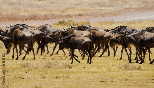 Fototapeta Naklejka Na Ścianę i Meble -  Wildebeest Herd Running at Ngorongoro, Tanzania