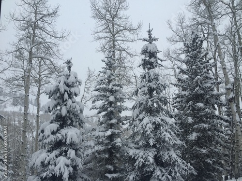 snow covered pine trees
