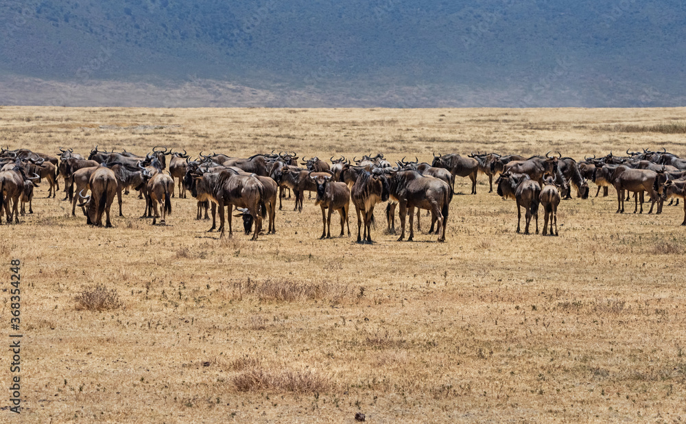 Wildebeest Herd at Ngorongoro, Tanzania Wildebeest Herd at Ngorongoro, Tanzania