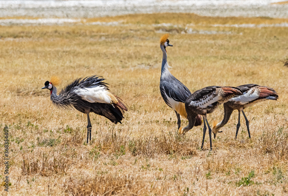 Fototapeta premium Crowned cranes at Ngorongoro, Tanzania