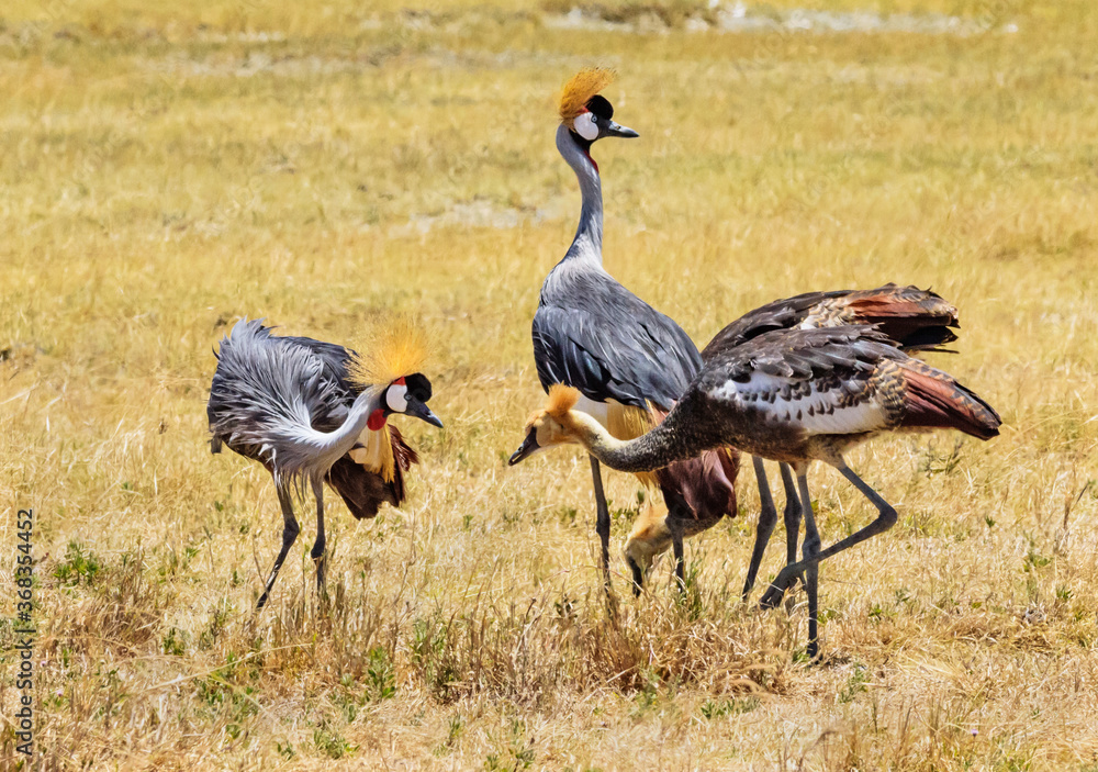 Fototapeta premium Crowned cranes at Ngorongoro, Tanzania