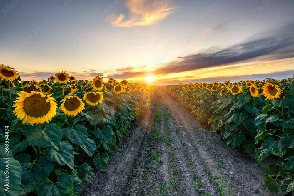 Fototapeta premium Beautiful sunset over sunflower field