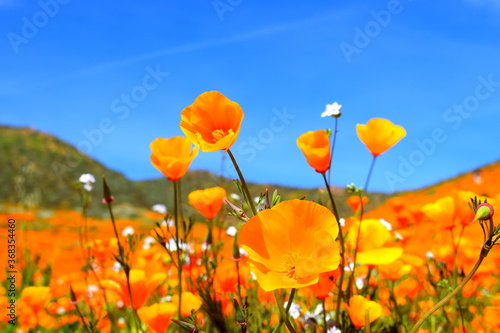Close up of California poppies in bloom