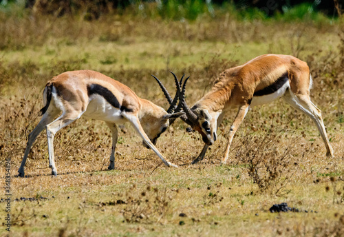 Springbok Antelopes fighting at Ngorongoro, Tanzania