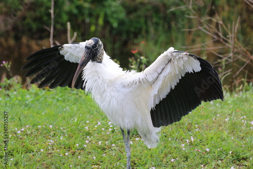 a wood stork