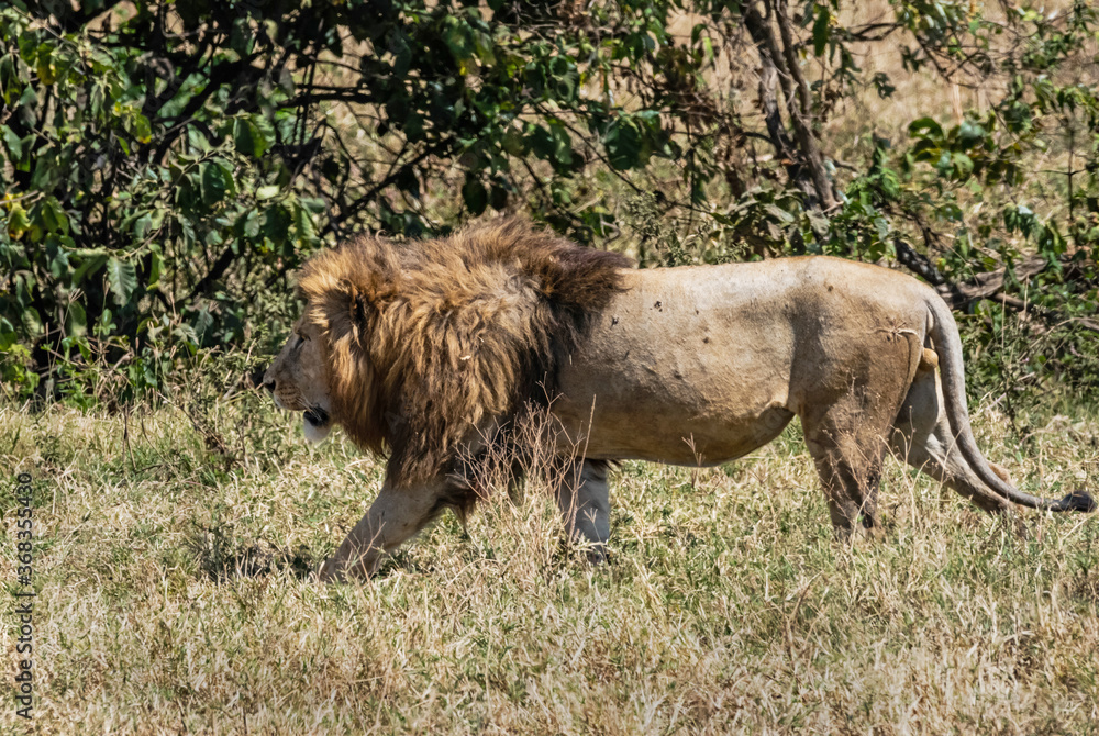 Male Lion at Ngorongoro, Tanzania