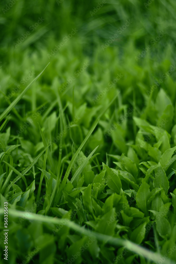 fresh green grass fresh green grass