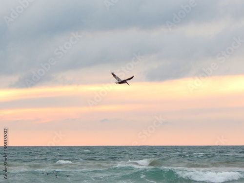 A lone seagull at sunset © BRIAN
