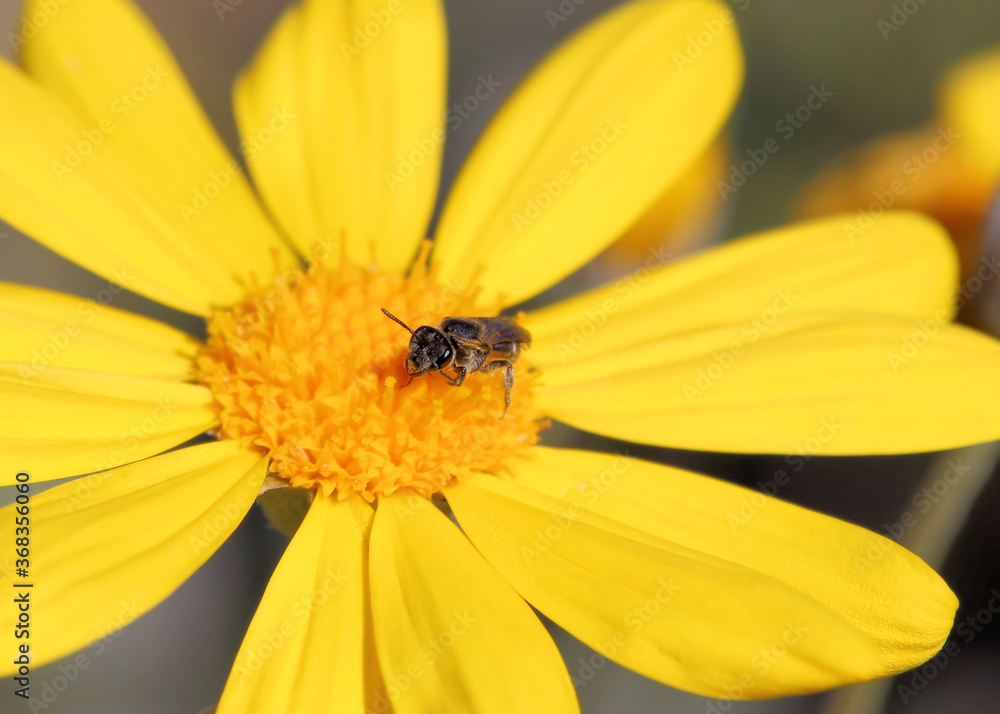 Native Australian Bee (Lasioglossum) collecting nectar from daisy bush flower Native Australian Bee (Lasioglossum) collecting nectar from daisy bush flower