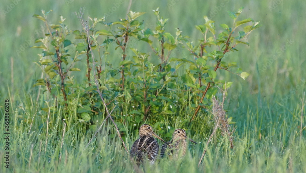 Obraz premium Great snipe (Gallinago media) in mating period, male dancing in the spring