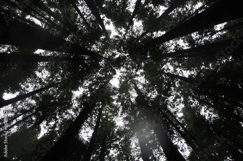 Looking Up In The Forest