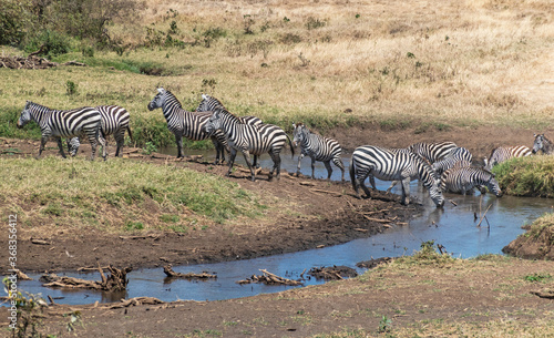Zebra Herd at Ngorongoro  Tanzania