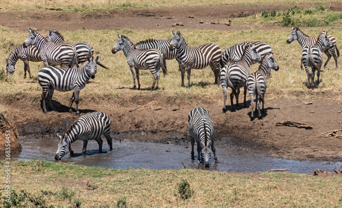 Zebra Herd at Ngorongoro  Tanzania