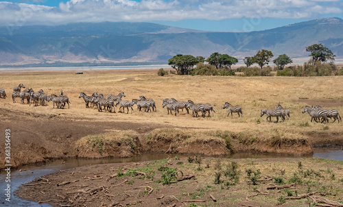 Zebra Herd at Ngorongoro, Tanzania