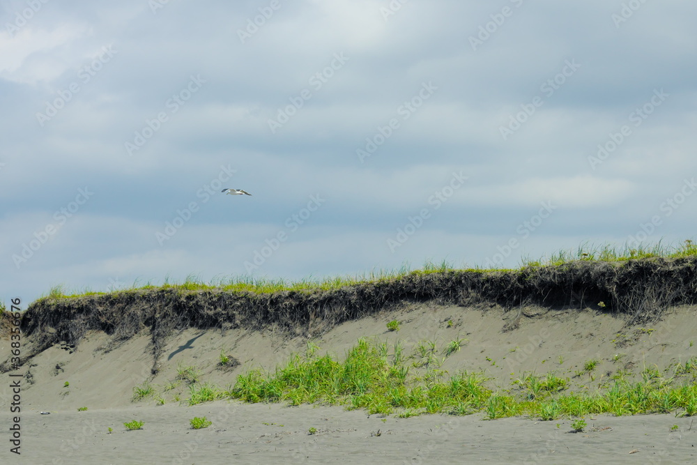 海辺を飛ぶかもめ