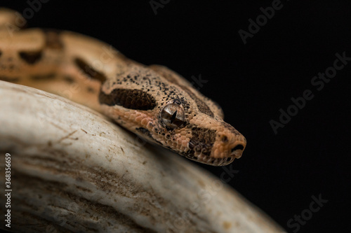 Close-up Eye shot of Red-tailed Boa Constrictor