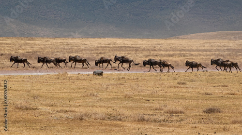 Wildebeest Herd Running at Ngorongoro, Tanzania © Betty Rong