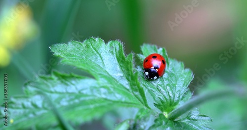 A focus on a red and black ladybug on a green leaf