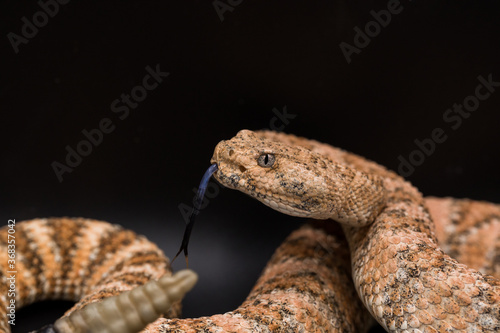 Speckled Rattlesnake posing with tongue out photo