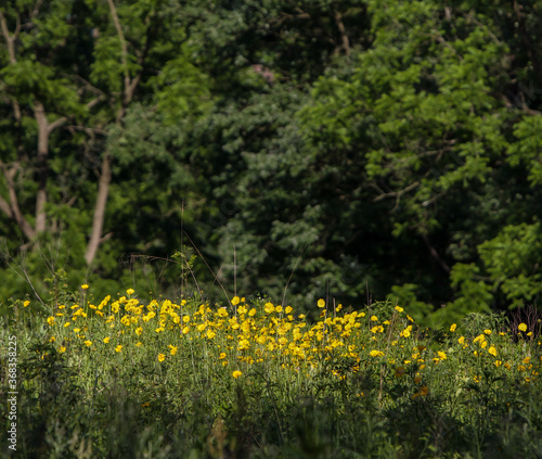Field of Yellow Flowers at Middle Creek Pennsylvania