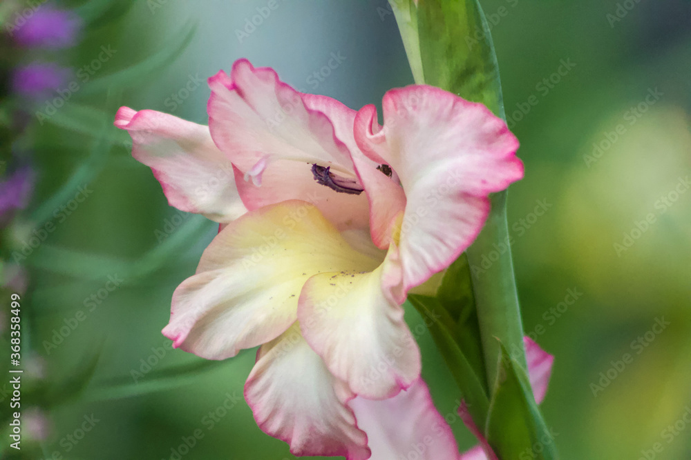 Fototapeta premium Pink Common Corn Flag Flower (Gladiolus Communis) in the Garden