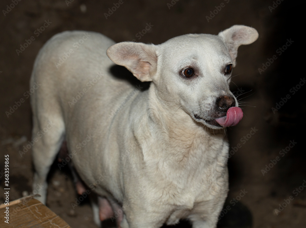 Sad dog licks himself. The alarmed look of a white animal.