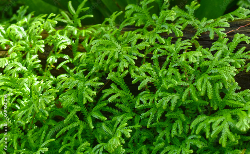 Moss and green leaves It occurs in humid and cool places. Moss and green leaves It occurs in humid and cool places.