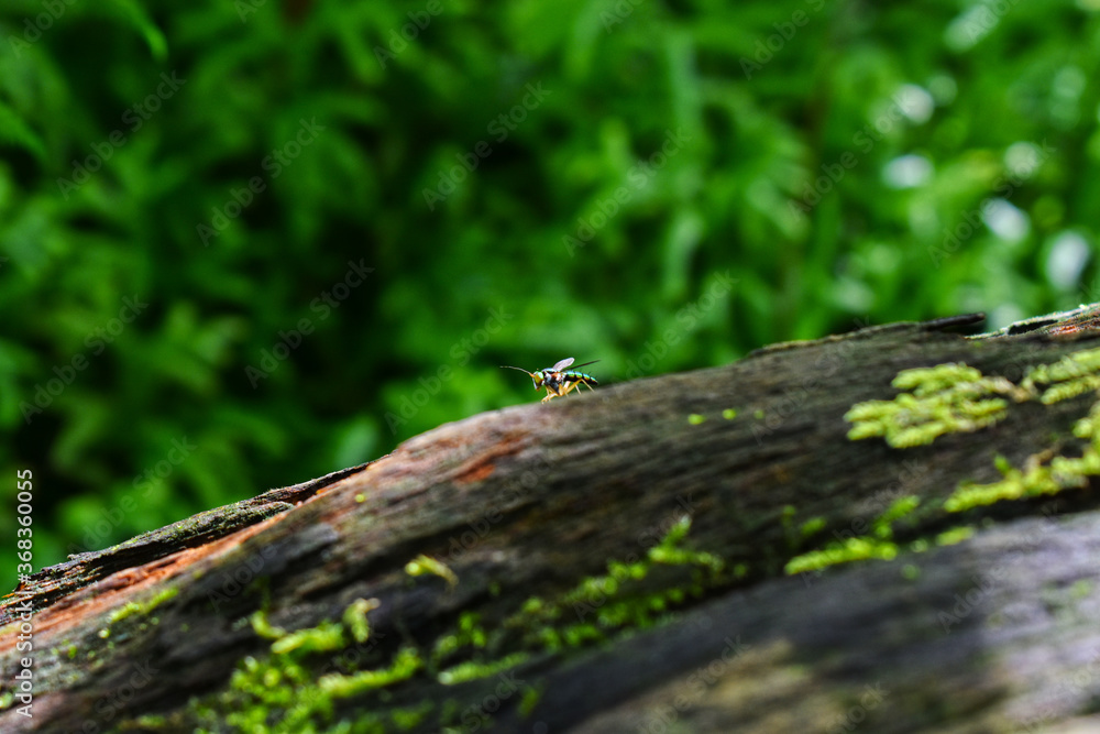 Moss and green leaves It occurs in humid and cool places. Moss and green leaves It occurs in humid and cool places.